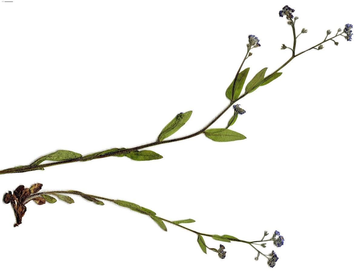 Myosotis decumbens subsp. teresiana (Boraginaceae)